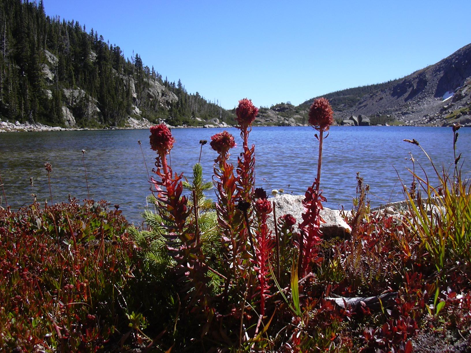Red flowers on western end of Eagle Lake