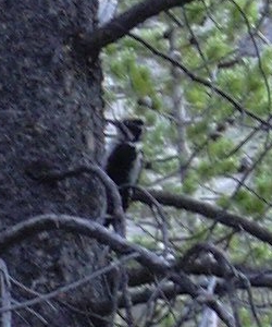 Woodpecker at Thunder & Lion Lakes Trail junction
