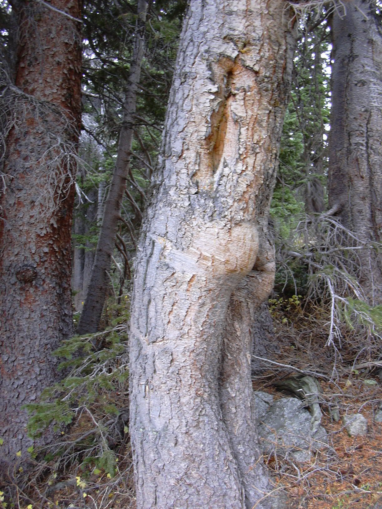 Butt tree off Diamond Lake Trail, 09/29/07