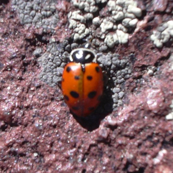 Lady bug on Green Mountain summit, 03/01/08