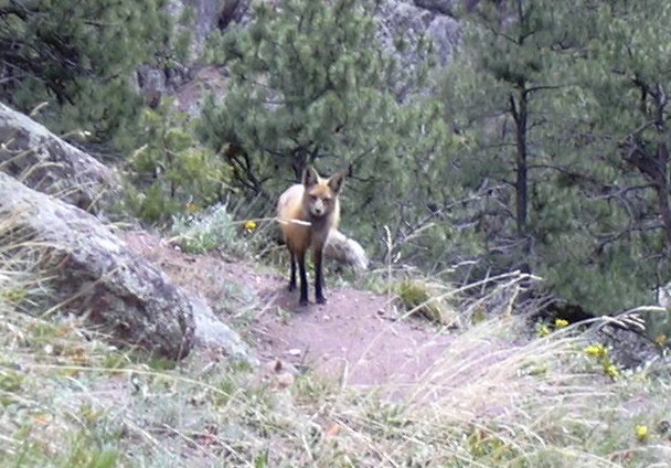 Female fox (vixen), 05/10/08