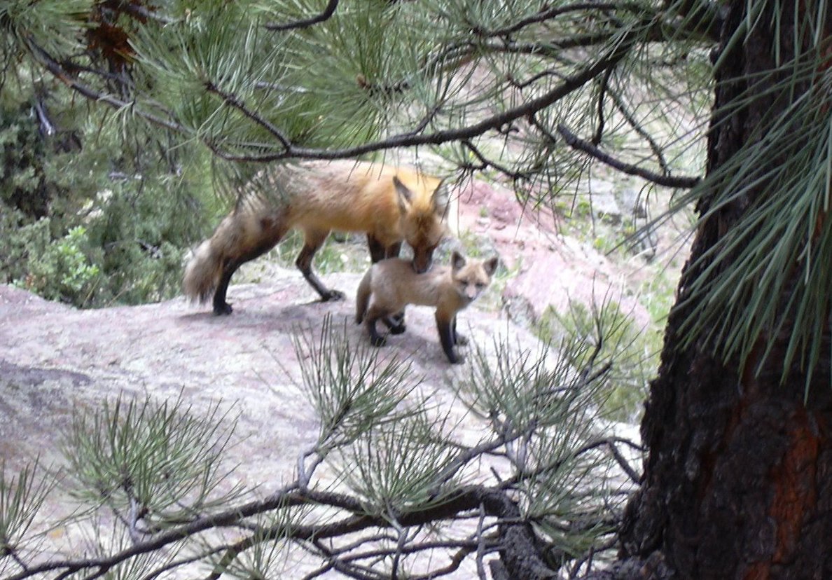 Vixen and kit fox, 05/10/08