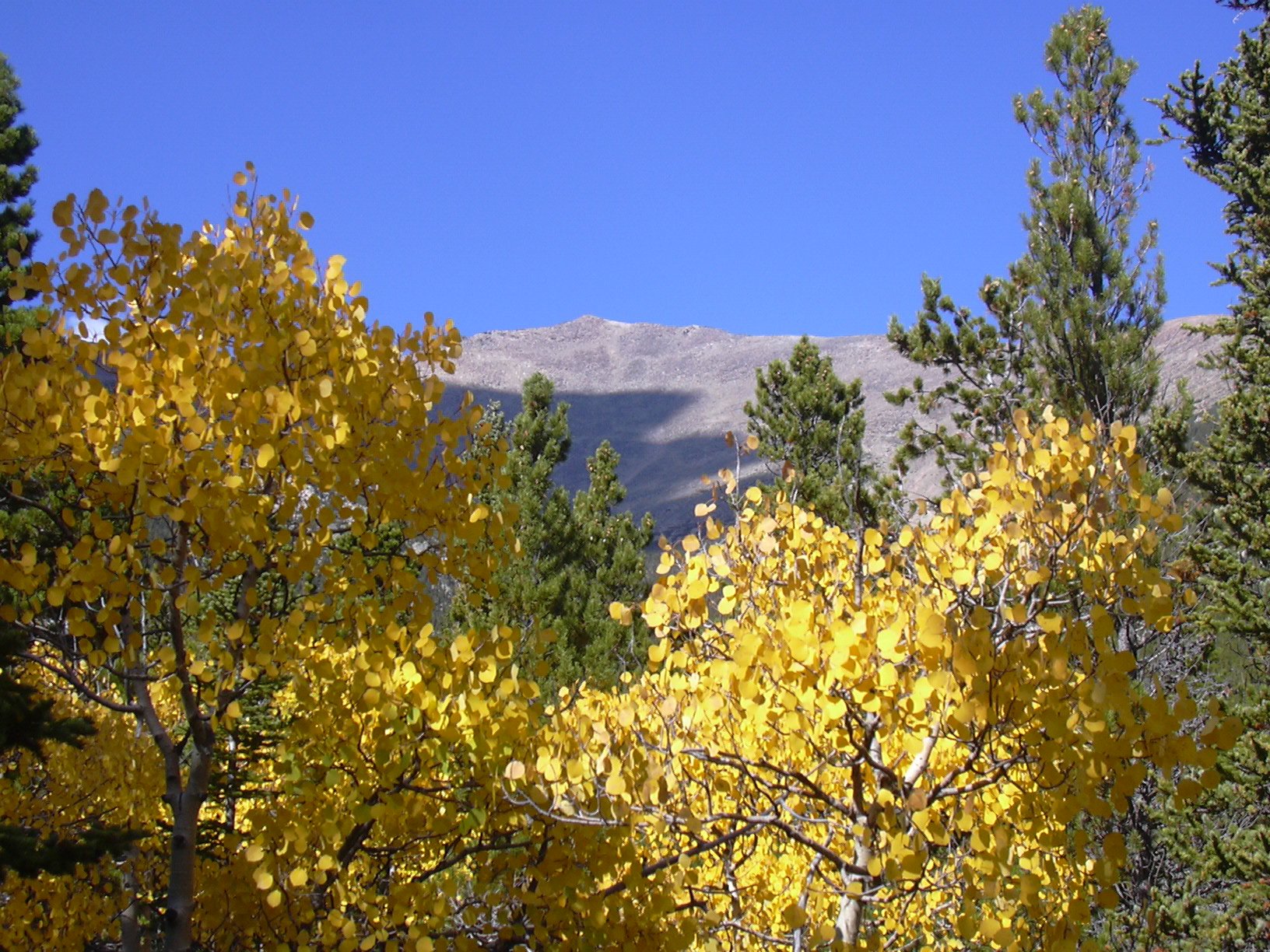 Mt Meeker with aspens, 09/27/08