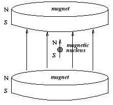 Nucleus Aligned With Applied Magnetic Field