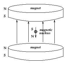 Nucleus Aligned Against Applied Magnetic Field